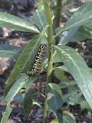 Photo of a smallish Monarch caterpillar