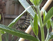 Photo of a Monarch caterpillar entering a chrysallis