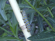Photo of a wandering caterpillar