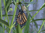 Photo of a newly emerged Monarch butterfly